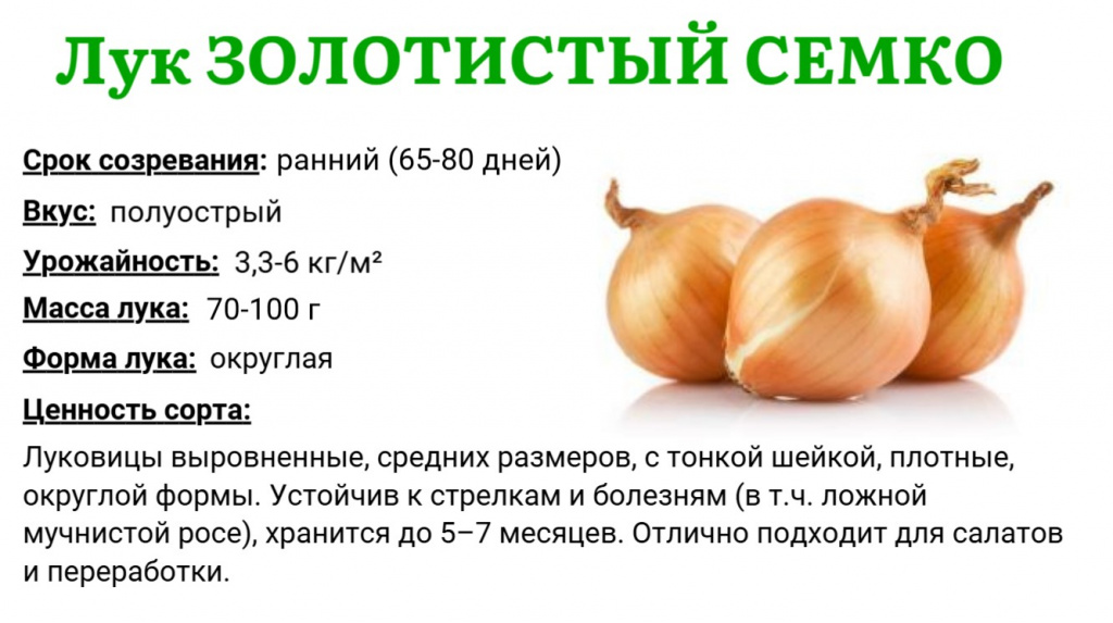 золотистый семко.jpg