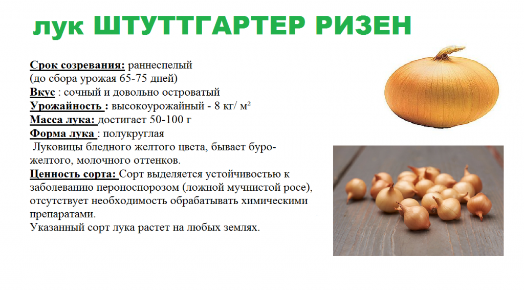 ШТУТ.png